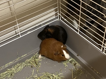 Guinea Pig – rehoming 2 female guineas – Clayton