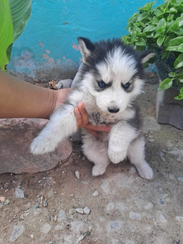 Siberian Husky – 1 Month Husky
