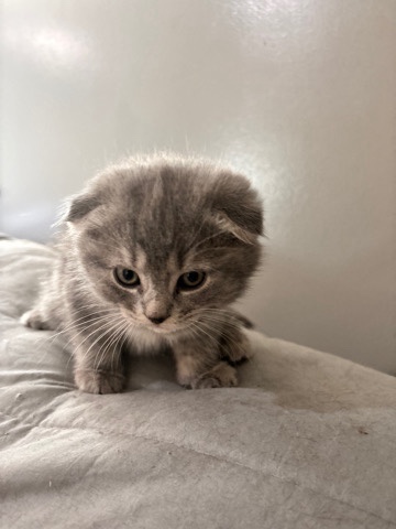 Scottish Fold – Scottish fold kitten