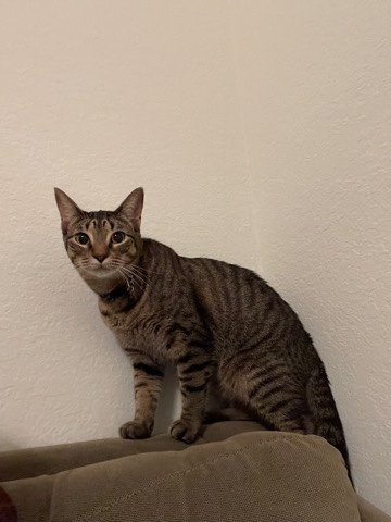 Selling our cat
