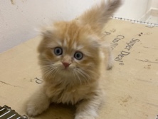 Scottish Fold – Scottishfold – Ajman