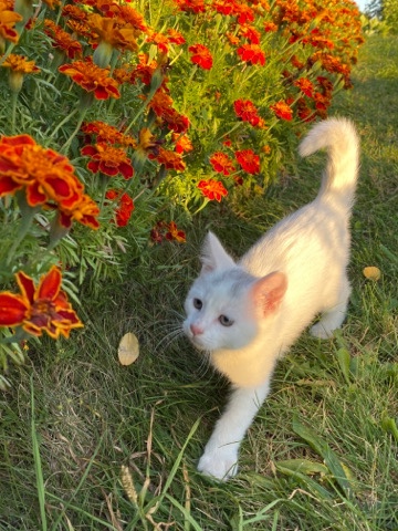 Cute kittens