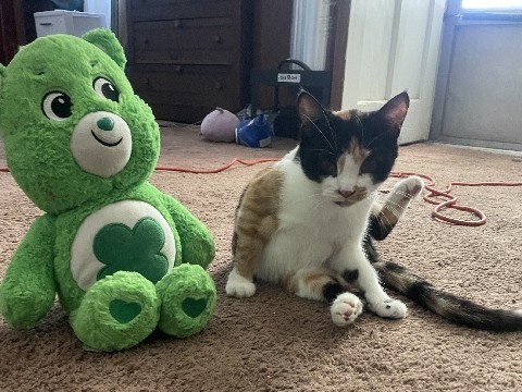 Small Calico kitty – Midwest City