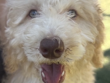 Goldendoodle – Doodle Puppies – Sacramento