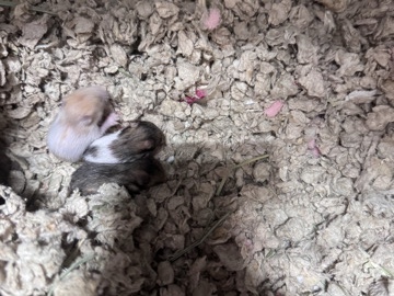 Hamster – selling baby hamsters – West Suffield