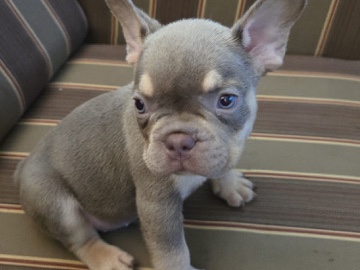French Bulldog - French bulldog  available for adoption in Arlington