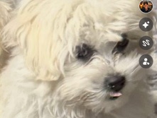 Shih Tzu – Shih-Tzu – Kissimmee