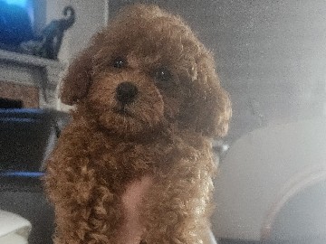 Poodle – Toy Poodles – New York