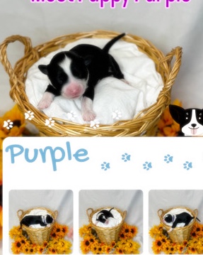 Portuguese Water Dog – Puppy Purple Female