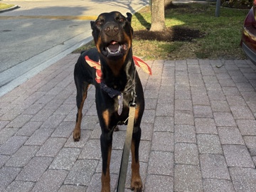 Doberman Pinscher – Doberman – Boca Raton