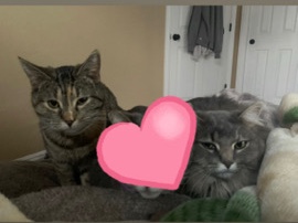 British Longhair – Two Cats, must be homed together – Loma Linda