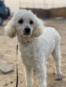 petshome%2Fadverts%2FYauI4099EUL8o49VTYsi%2Fmain image