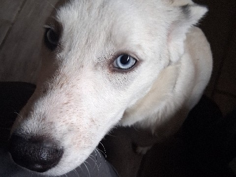 Siberian Husky – moving just wanna find this baby a home :) – Omaha