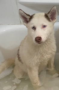 Siberian Husky – puppy husky