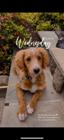 F1B Mini goldendoodle
