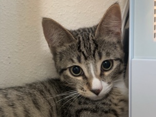 American Shorthair – Sweet kitten – Seattle
