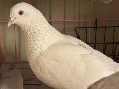 Dove – Friendly White Pigeon! – Midland