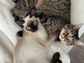 American Shorthair – Rehoming Finn & Rhea – San Marcos