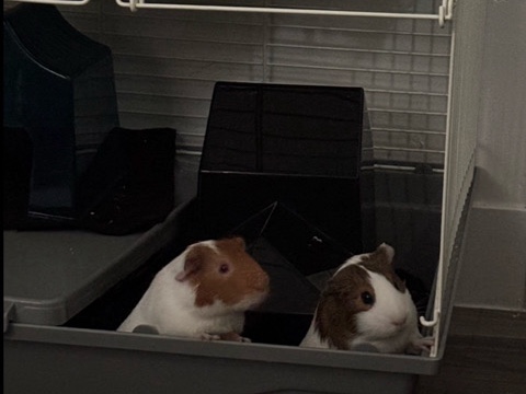 Guinea Pig – Lucy & Lele – Kearns