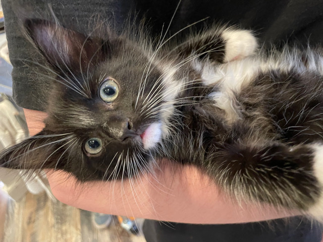 Adorable Kittens looking for their forever homes!