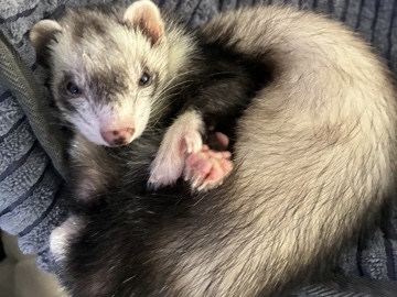 Sable – ferret+supplies – Waterloo