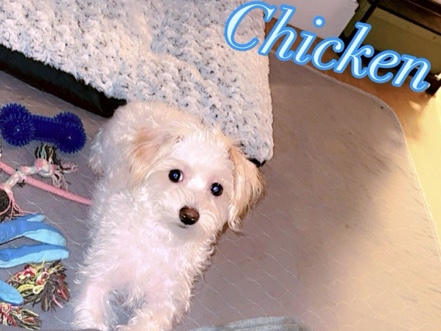 Energentic busy pup Maltese mix