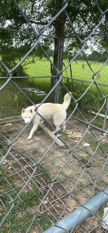 Siberian Husky – Huskey white