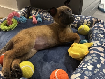 Belgian Shepherd Dog (Malinois) - 16-Week-Old Belgian Malinois Puppy  available for adoption in Inglewood