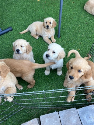 Golden Retriever – Golden Retriever Puppies