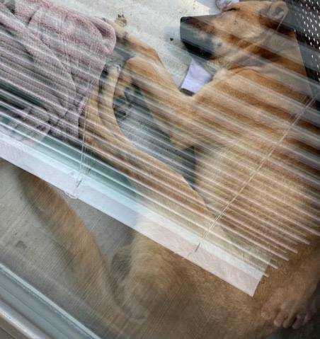 German Shepherd – New home for loving dog!