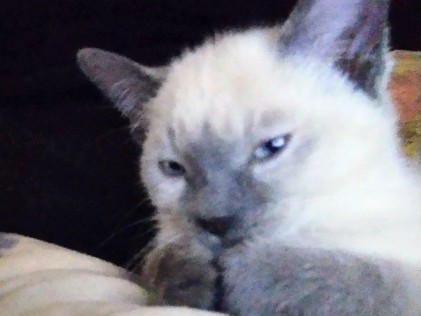 Siamese – Beautiful 5-Month-Old Siamese Kitten for Sale in Sidney – Sidney