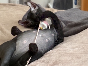 Sphynx – Sphynx-Kätzchen zu verkaufen – St. Leonhard im Pilztal