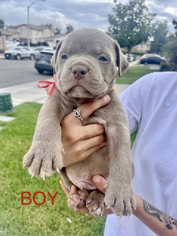 American Pit Bull Terrier – Brindle fawn pitbull puppies