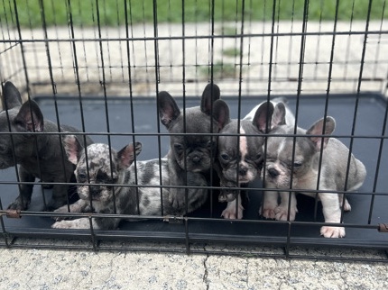 French Bulldog - Frenchies available for adoption in Columbia