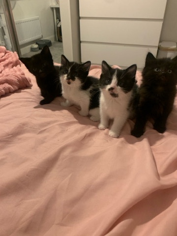 British Semi-longhair – Four adorable kittens for sale