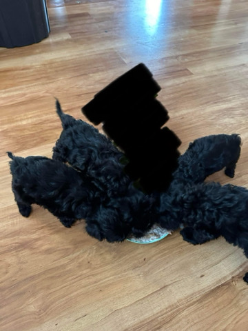 Poodle – cavoodle puppies
