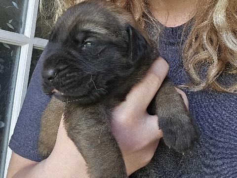 English Mastiff – AKC English Mastiff Puppies – New York