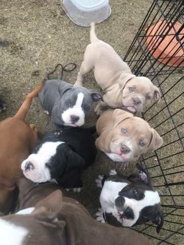 bully puppies