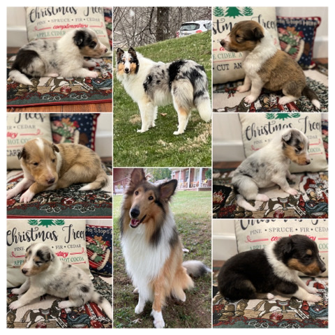 Rough Collie – AKC Rough Collies🎄❤️