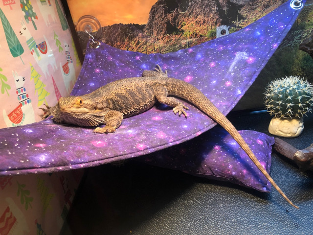 bearded dragon