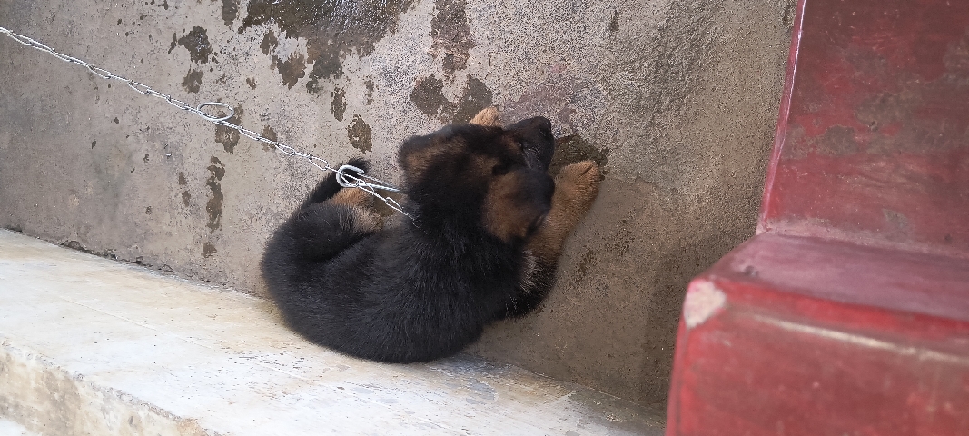 German Shepherd – german shepherd