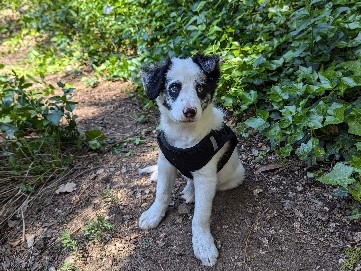 Border Collie Puppy For Sale 