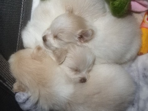 Pomeranian – Adorable Pomeranian Puppy for Sale – Available at 8 Weeks Old – San Jacinto