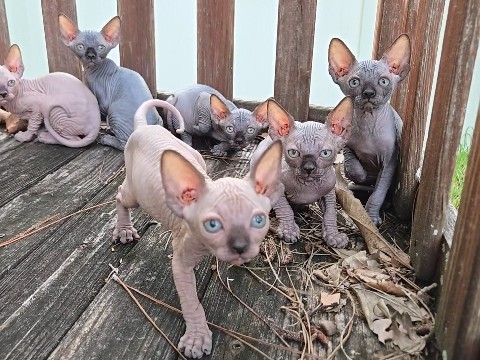 Sphynx – Adorable Sphynx Kittens – Kissimmee