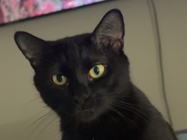 American Shorthair – Binx – Winston Salem