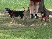 Jack Russell Terrier – jack Russell – Scranton