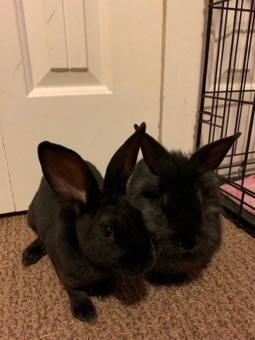 Rex – Baby Bunnies