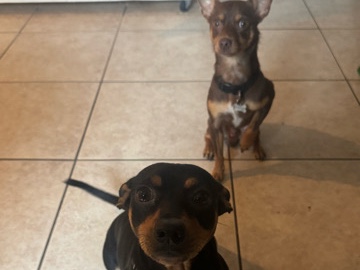 Miniature Pinscher – Hi! I'm looking to rehome my two miniature pitchers who are around 16 months old. They are brothersand have never been separated-they must stay together.I'm asking $300 total to ensure whoever takes t – Melbourne