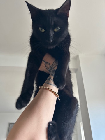 beautiful friendly black cat 