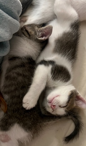 American Shorthair – Kittens